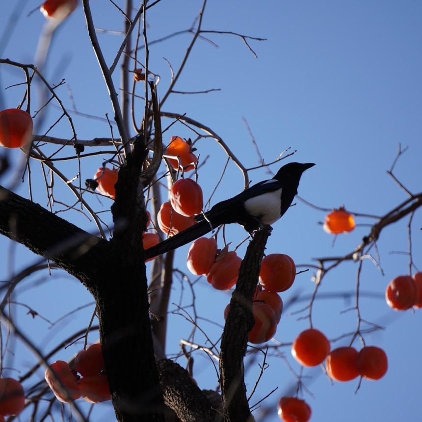 今天生耶拿铁了吗