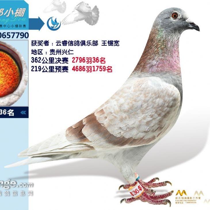 云睿鸽舍