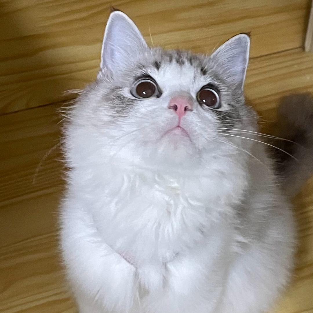 景富养了3只猫