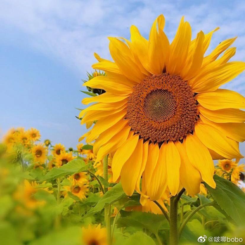 90后摆摊（生存版）