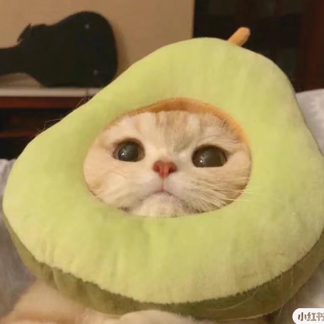 一只橙子