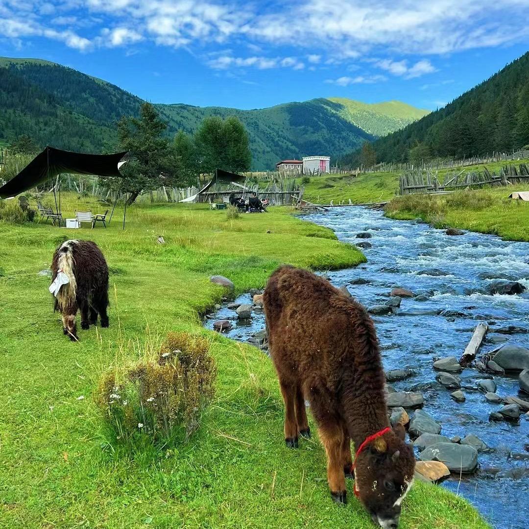 野哥