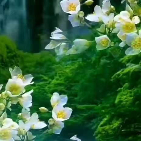 春花秋月奈何天