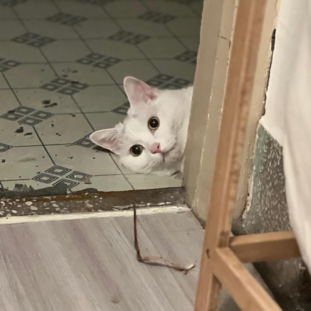 你怎么知道我有四只猫