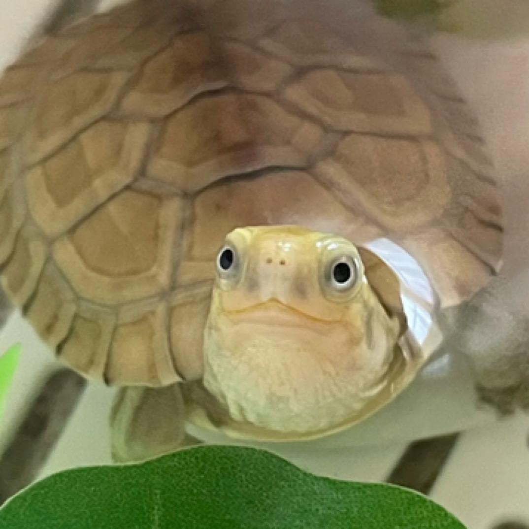 阿晖的乌龟