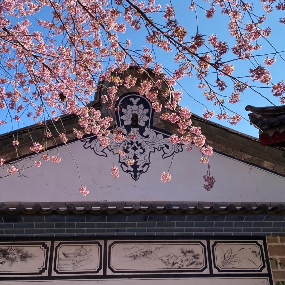 东篱万朵金
