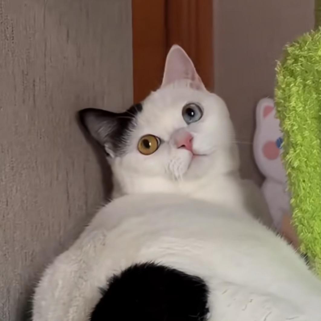 小羽小羽 娱乐号