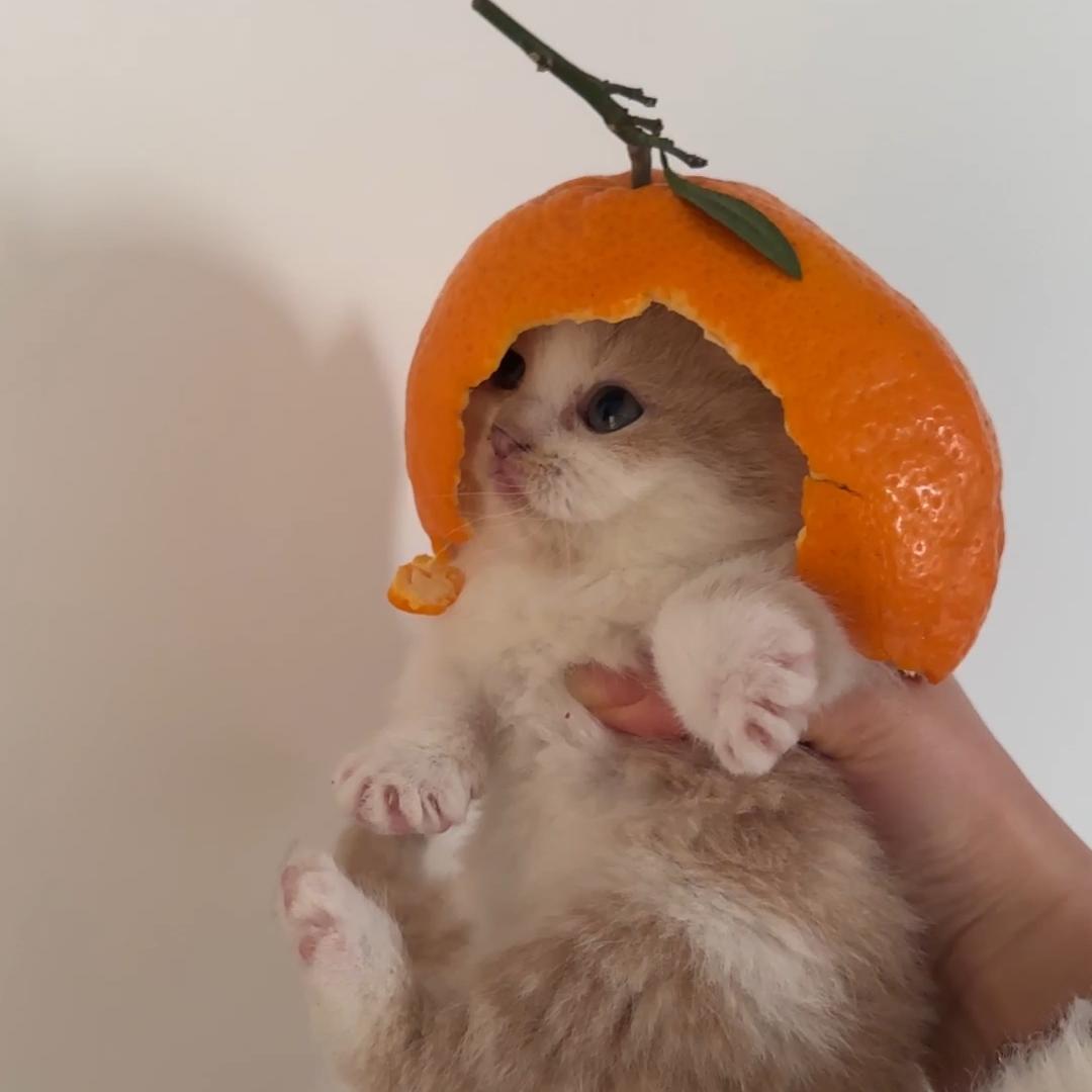 王小宝是只猫