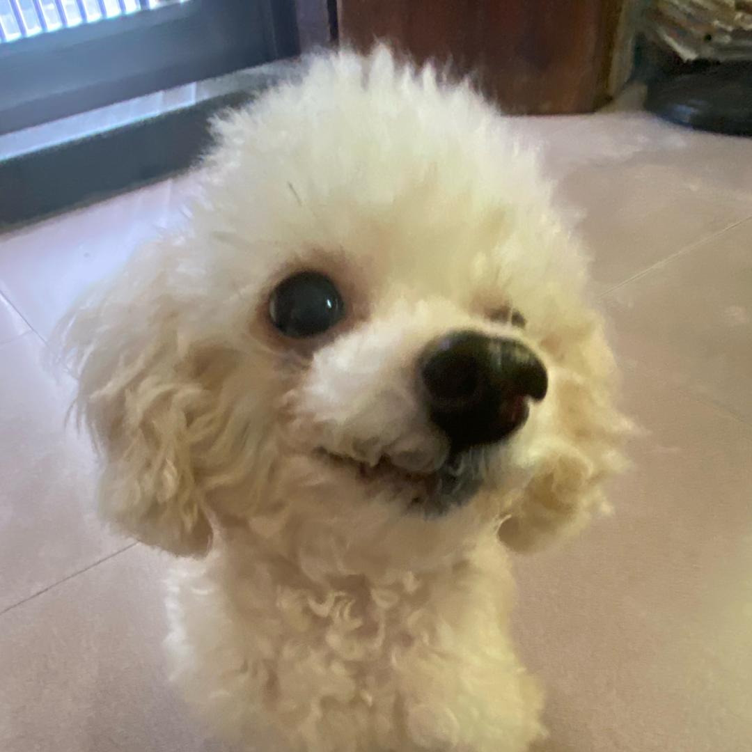 金鱼🐟（见过于适版）