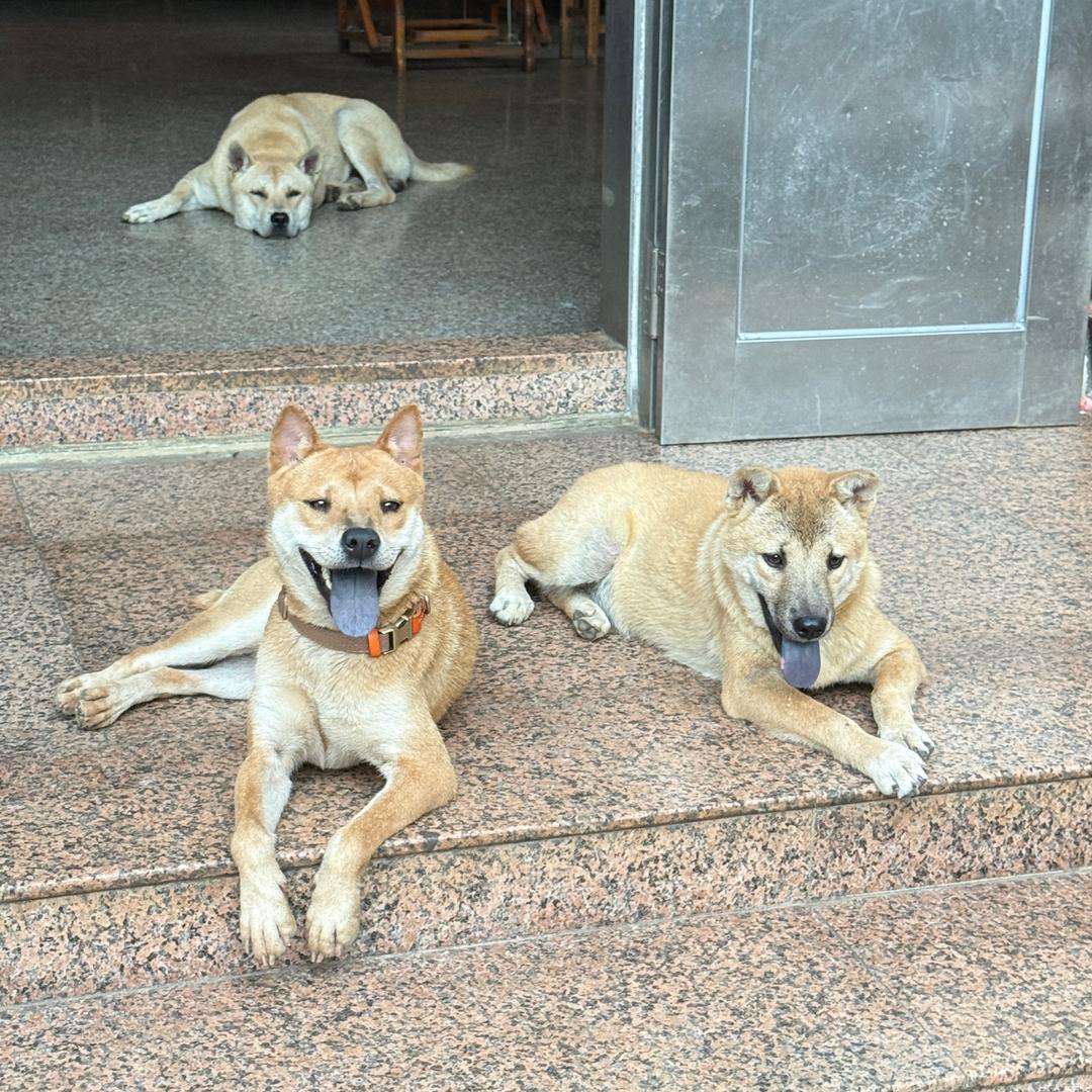 纯正——广西单身狗