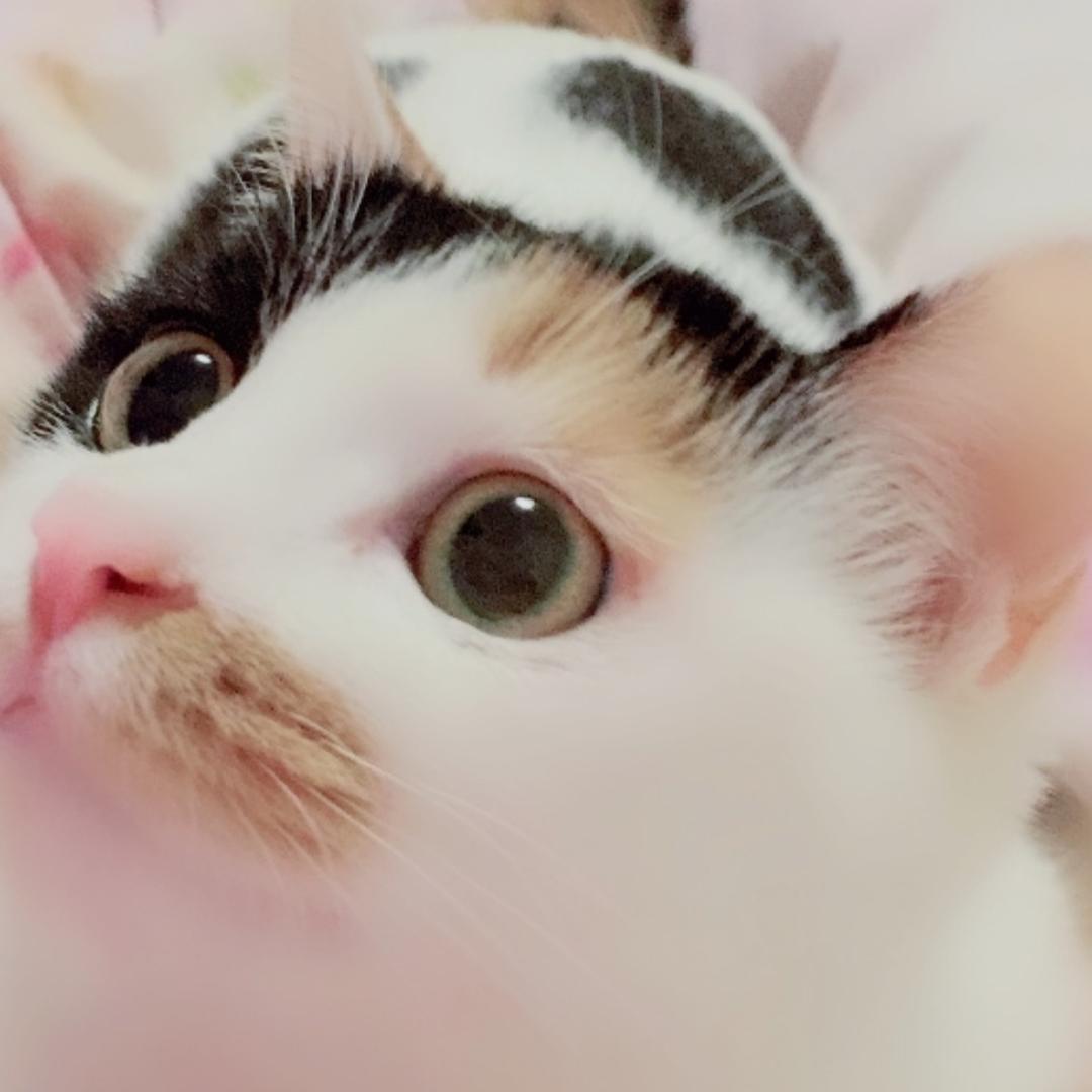 嘚吧嘚