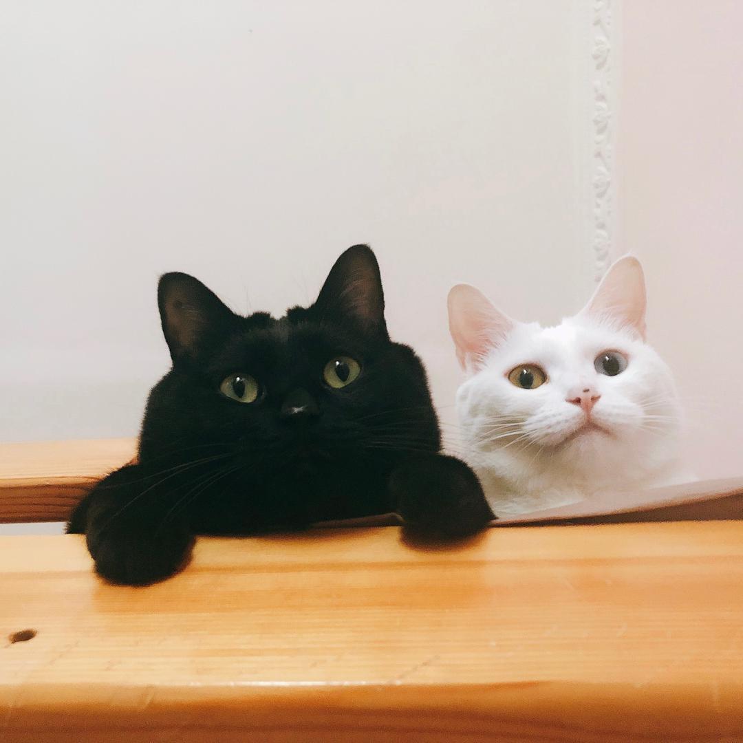 Vivian Fang（拒私聊）