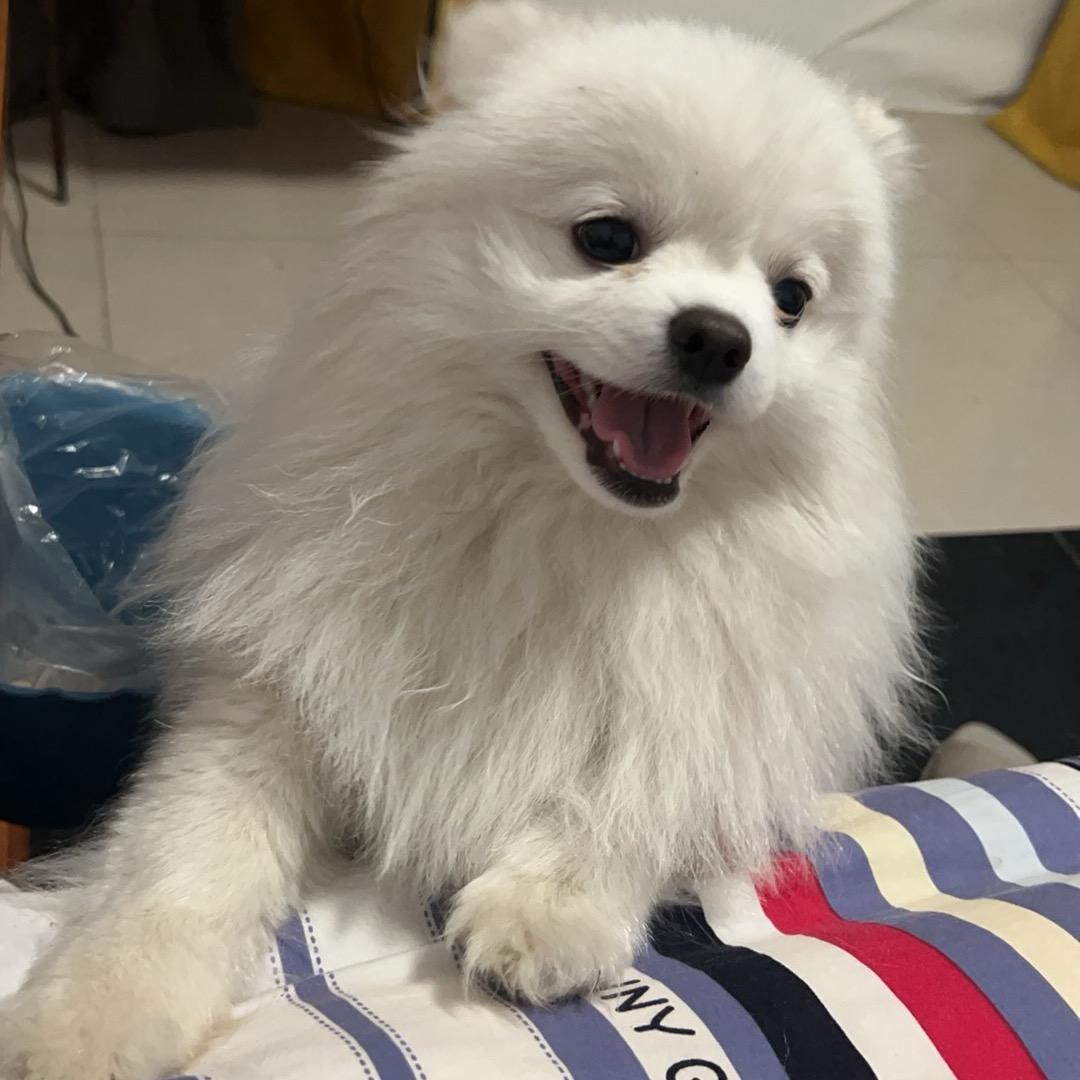 先森