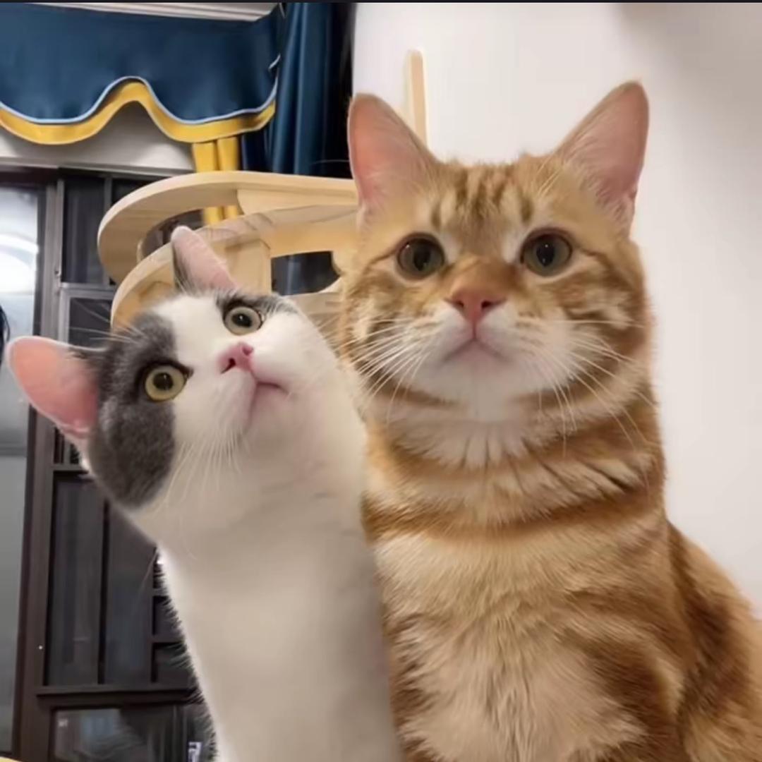 阿福是只橘猫