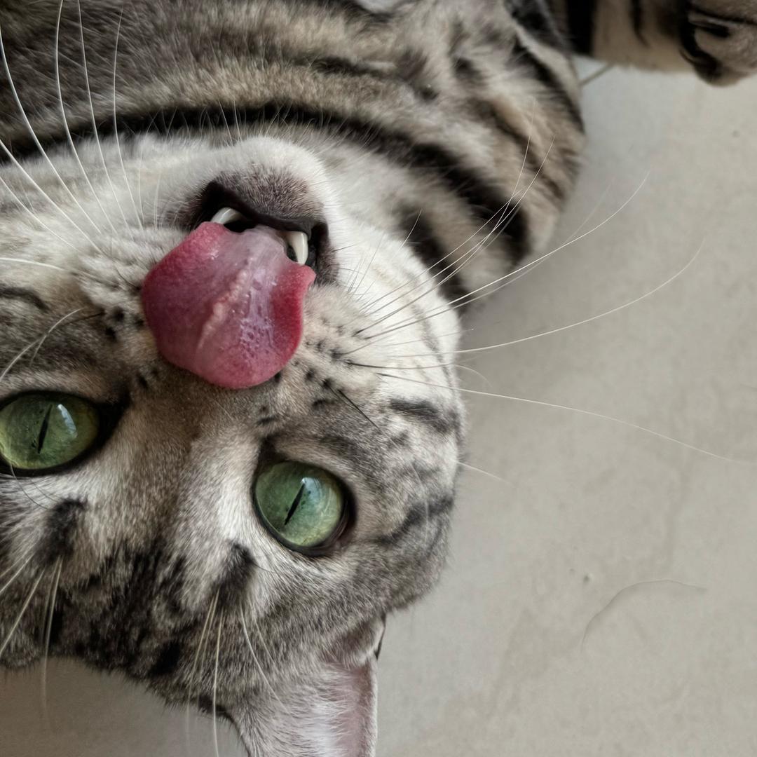 🐱两只猫版去海边吃薯条🍟