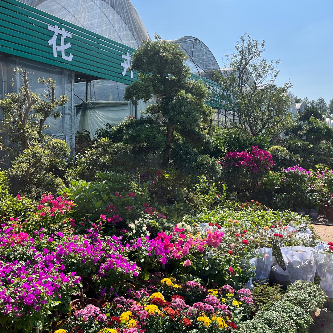 上饶庭院🏡绿植（朝阳花卉）