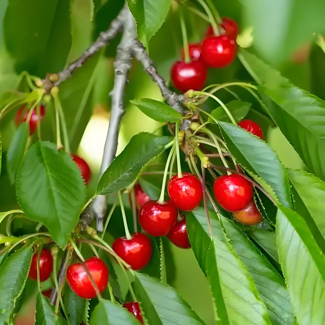 达康果树苗木专营店