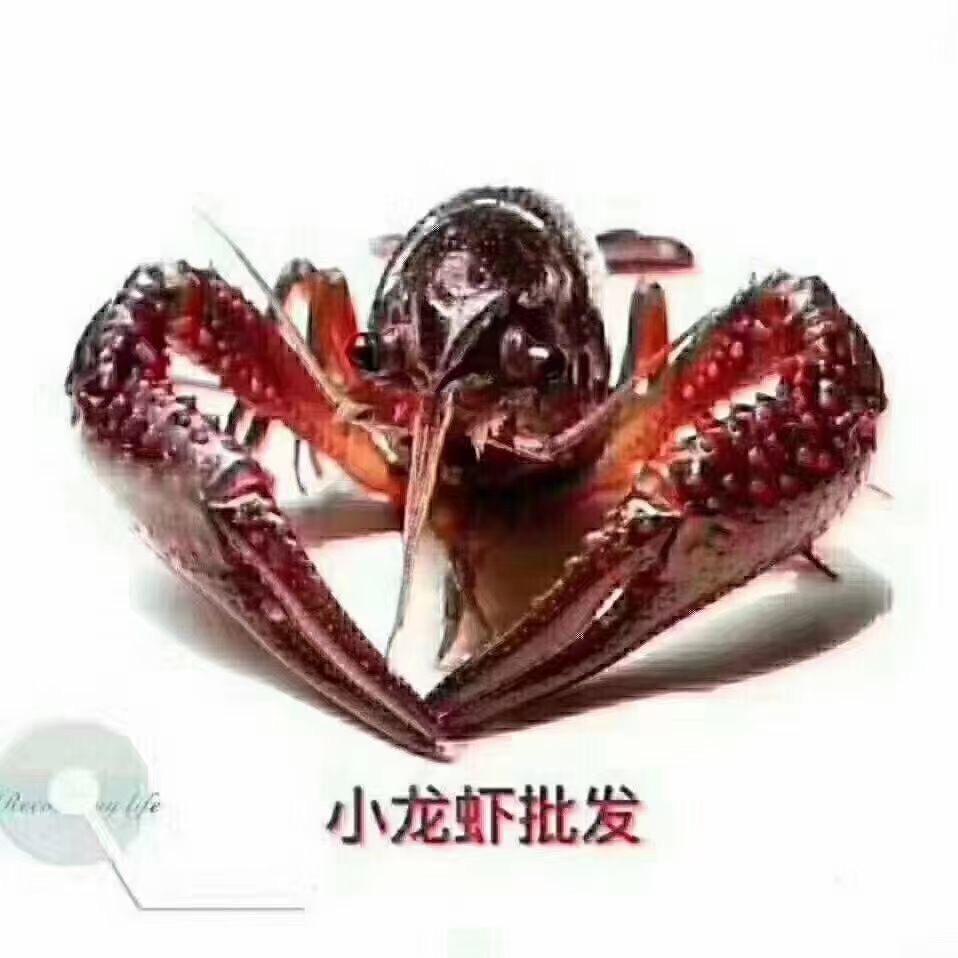 界首虾哥
