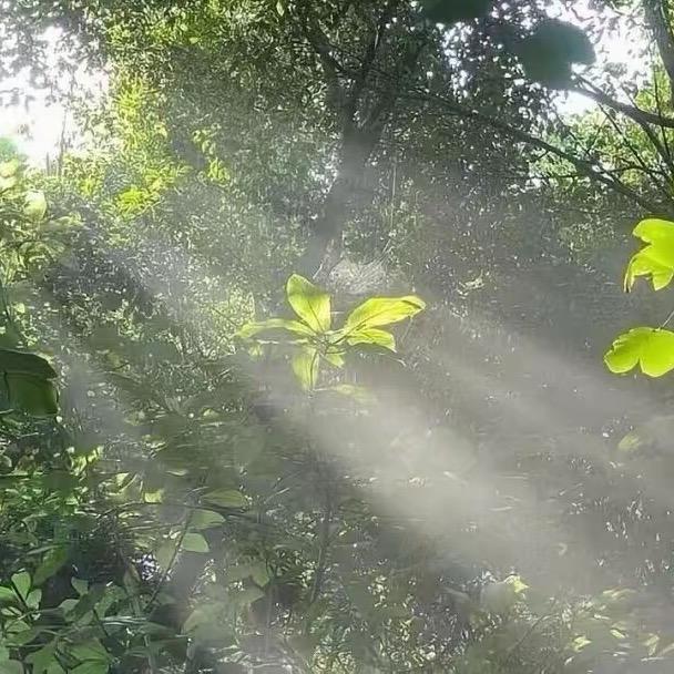 曙光