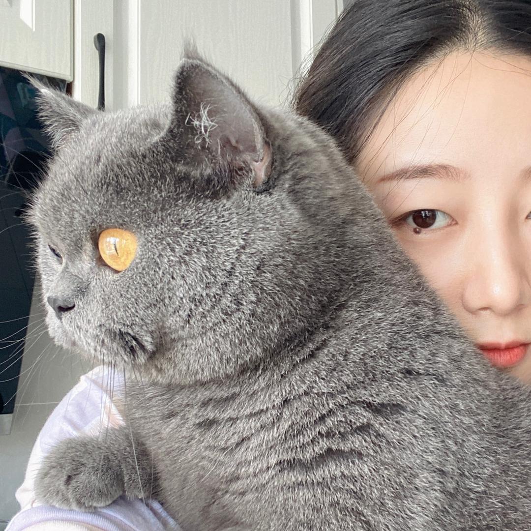黄豆豆是只猫