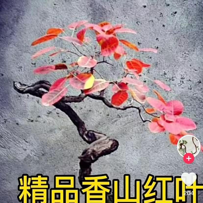 太行山红叶盆景