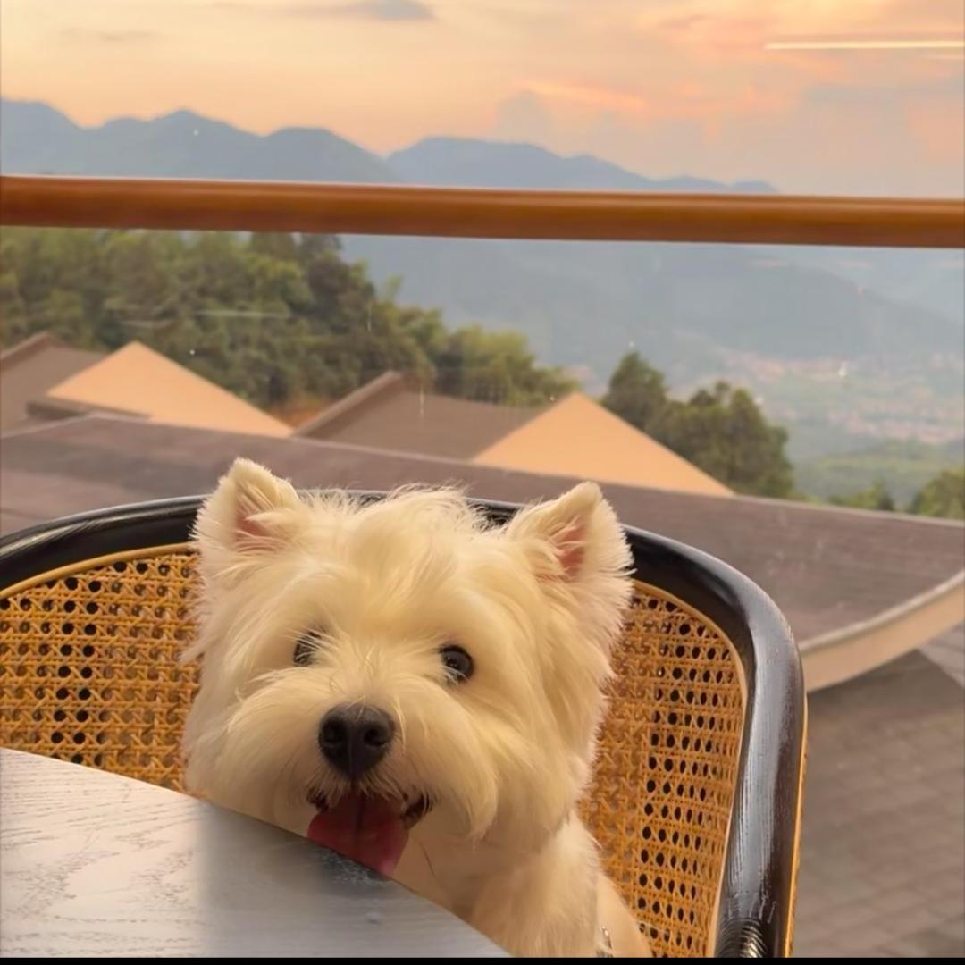 麻辣丙泊酚.