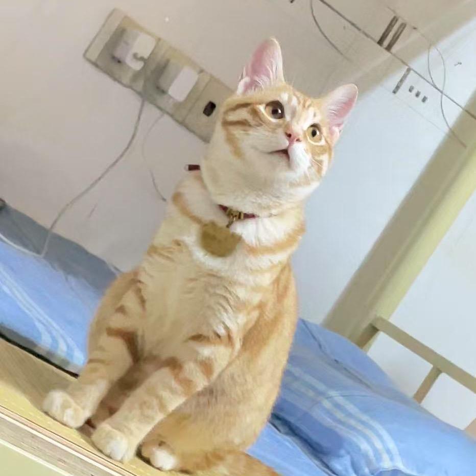 桔子是只猫