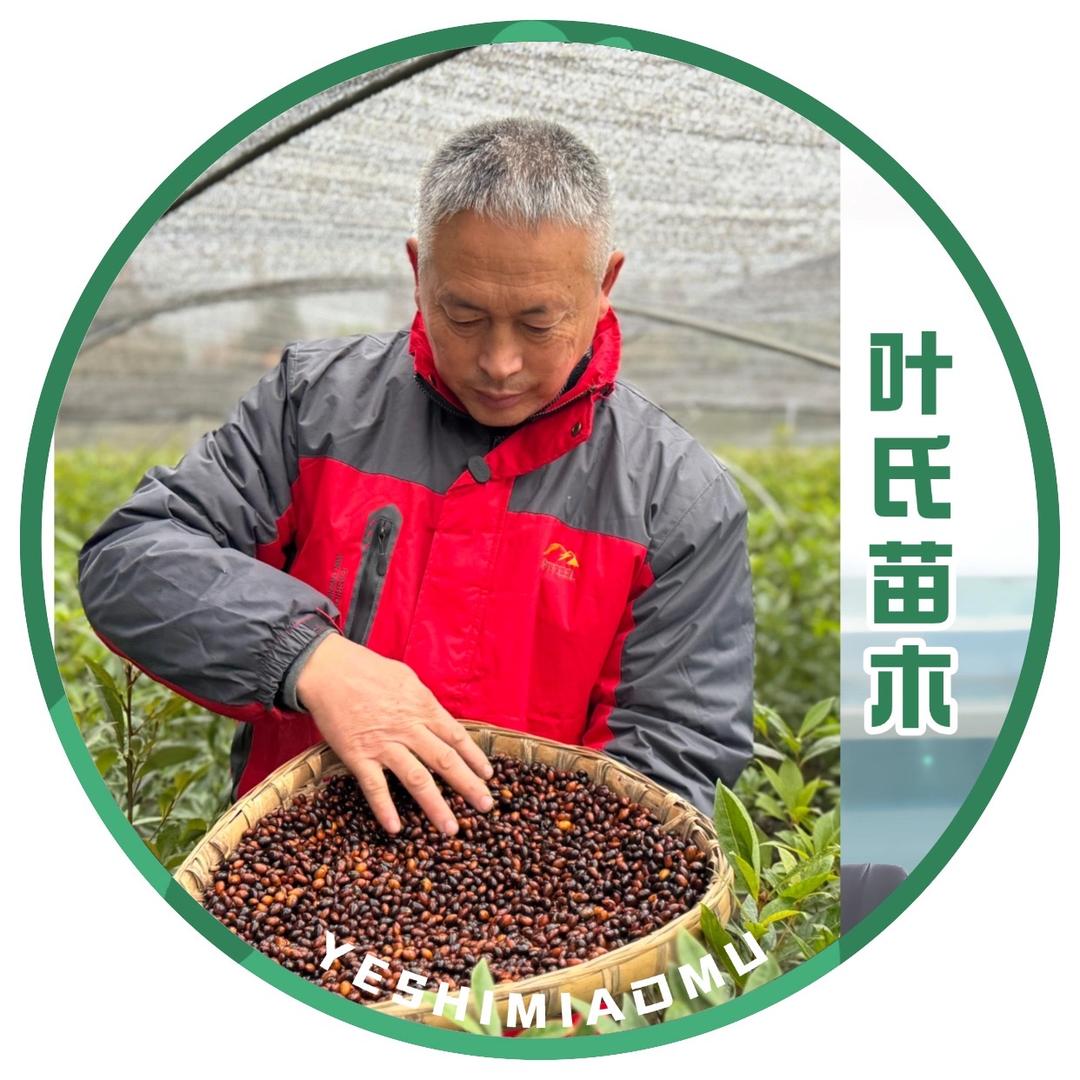 普月六号