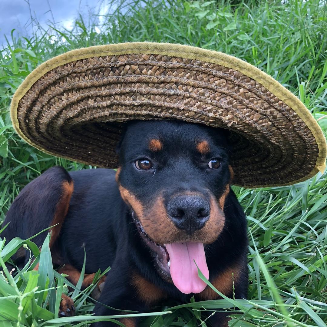 退役男模跑滴滴