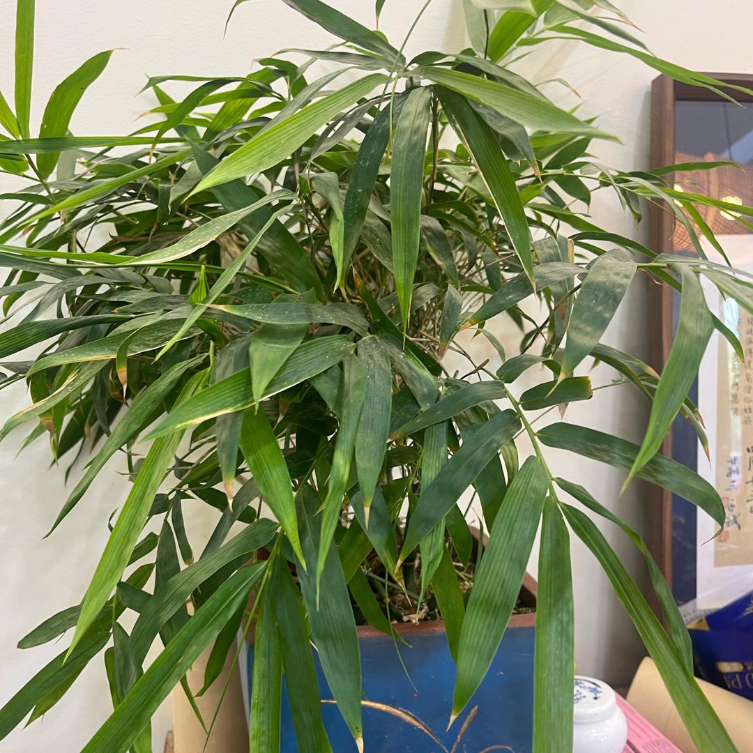 小可 -草本🌿调肤