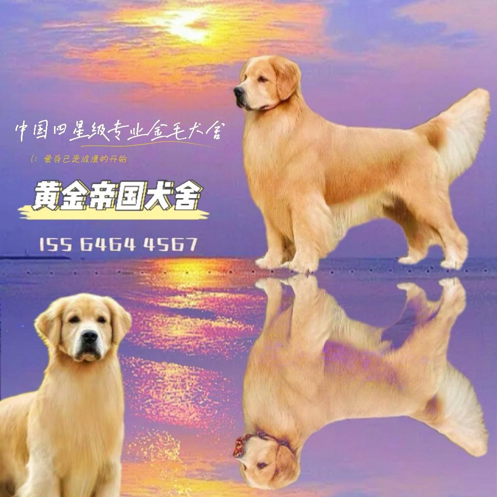 黄金帝国金毛俱乐部
