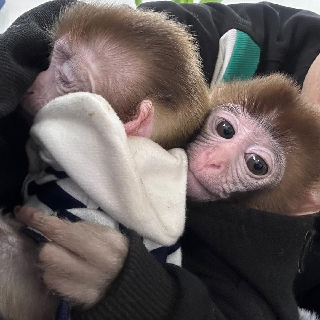 猴宝爹🐵
