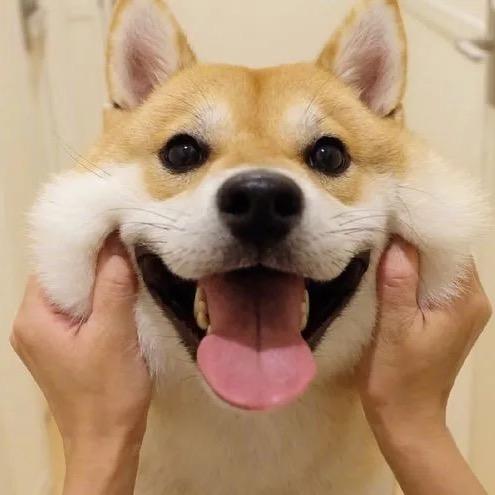 萌宠铲屎官