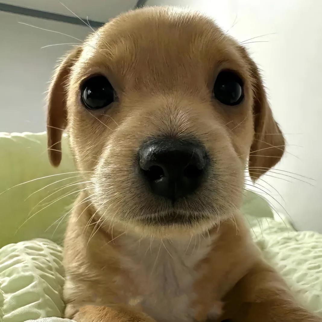 彭彭·