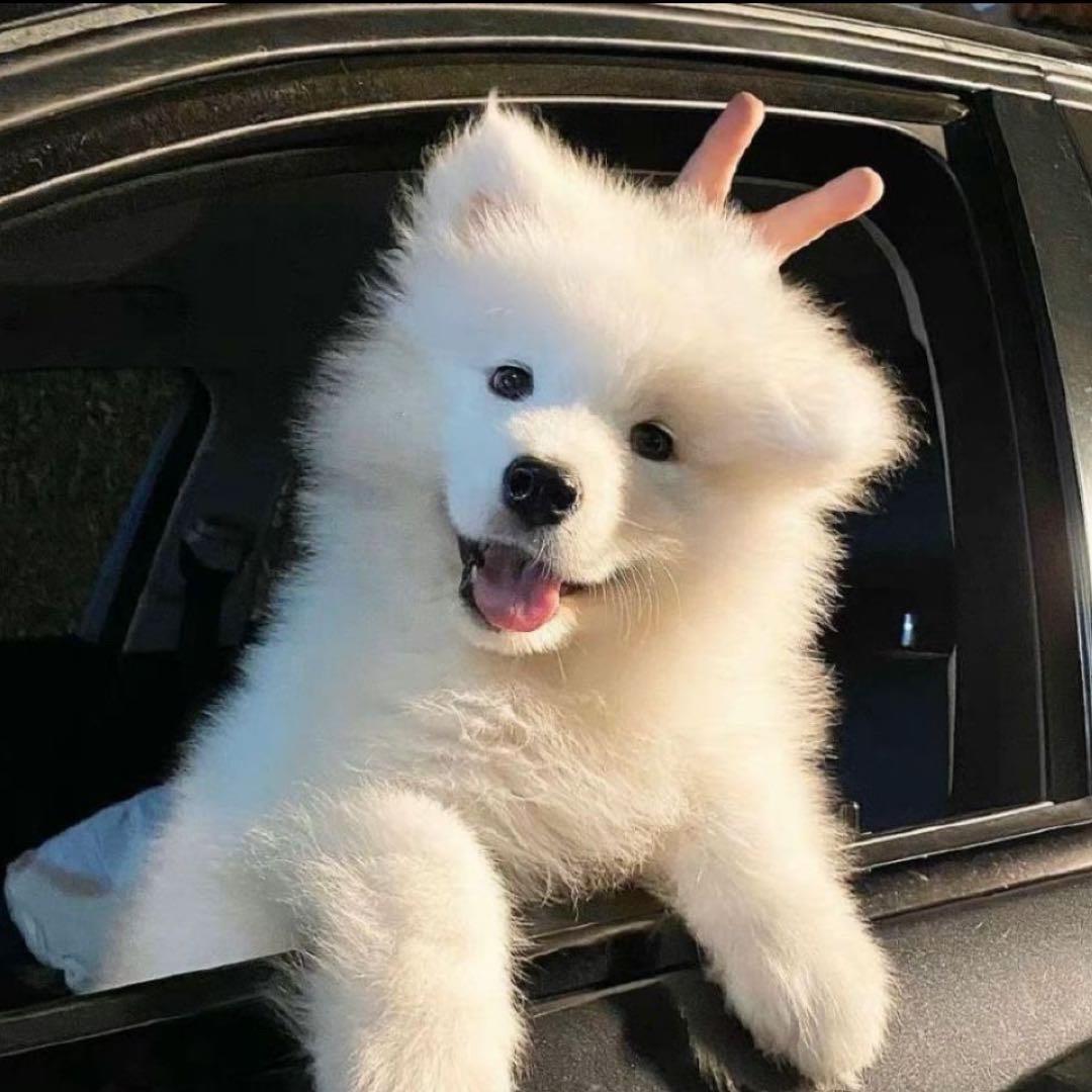 爱睡觉的咖啡饼☕️