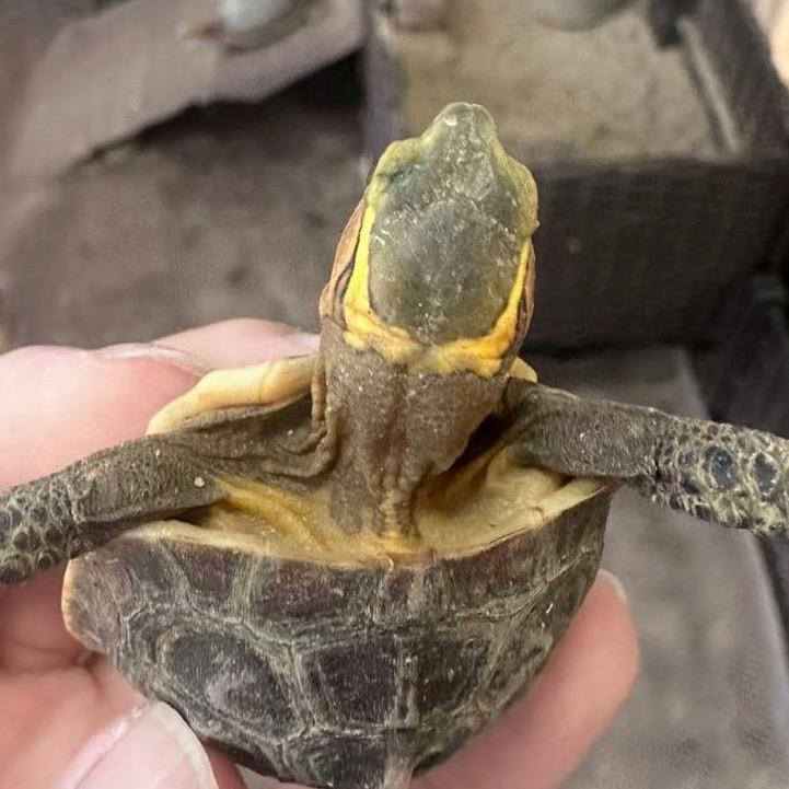 蛋蛋爱养🐢