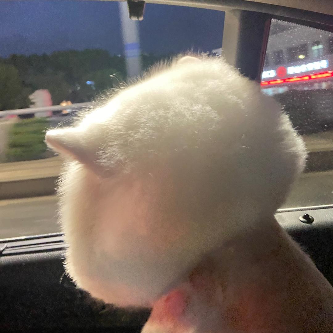 A🌹郭郭的胖馒