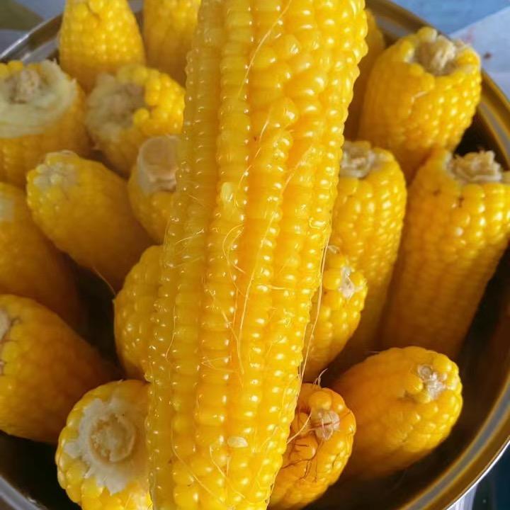 东北粘糯玉米🌽