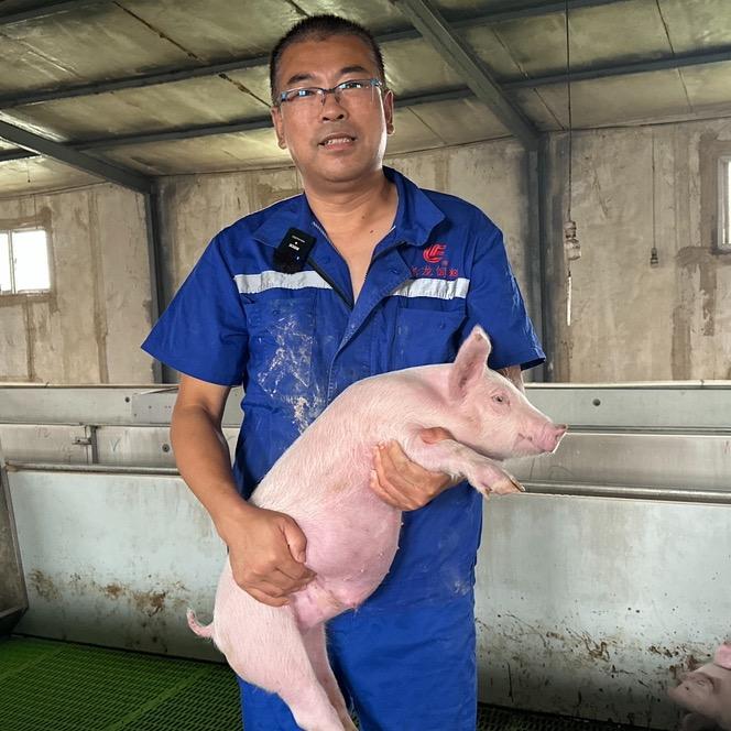 老李讲养猪