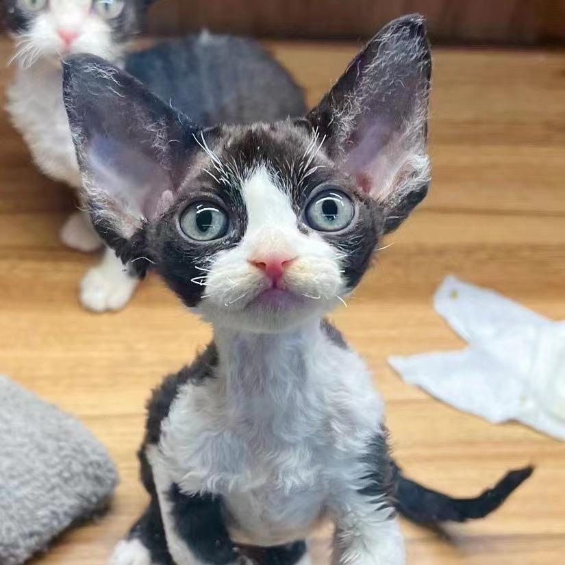 沙口（三角洲行动）