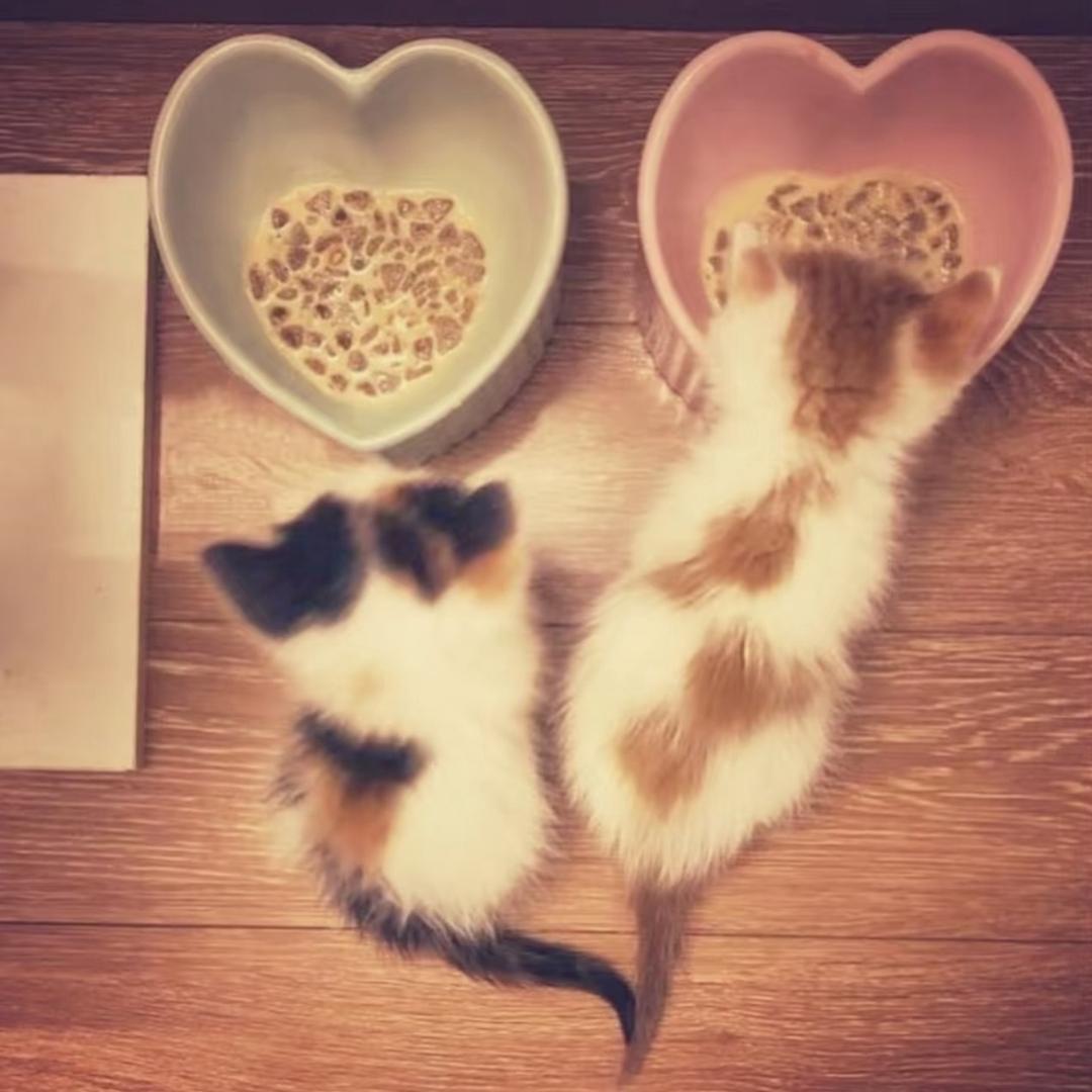 做我的猫。