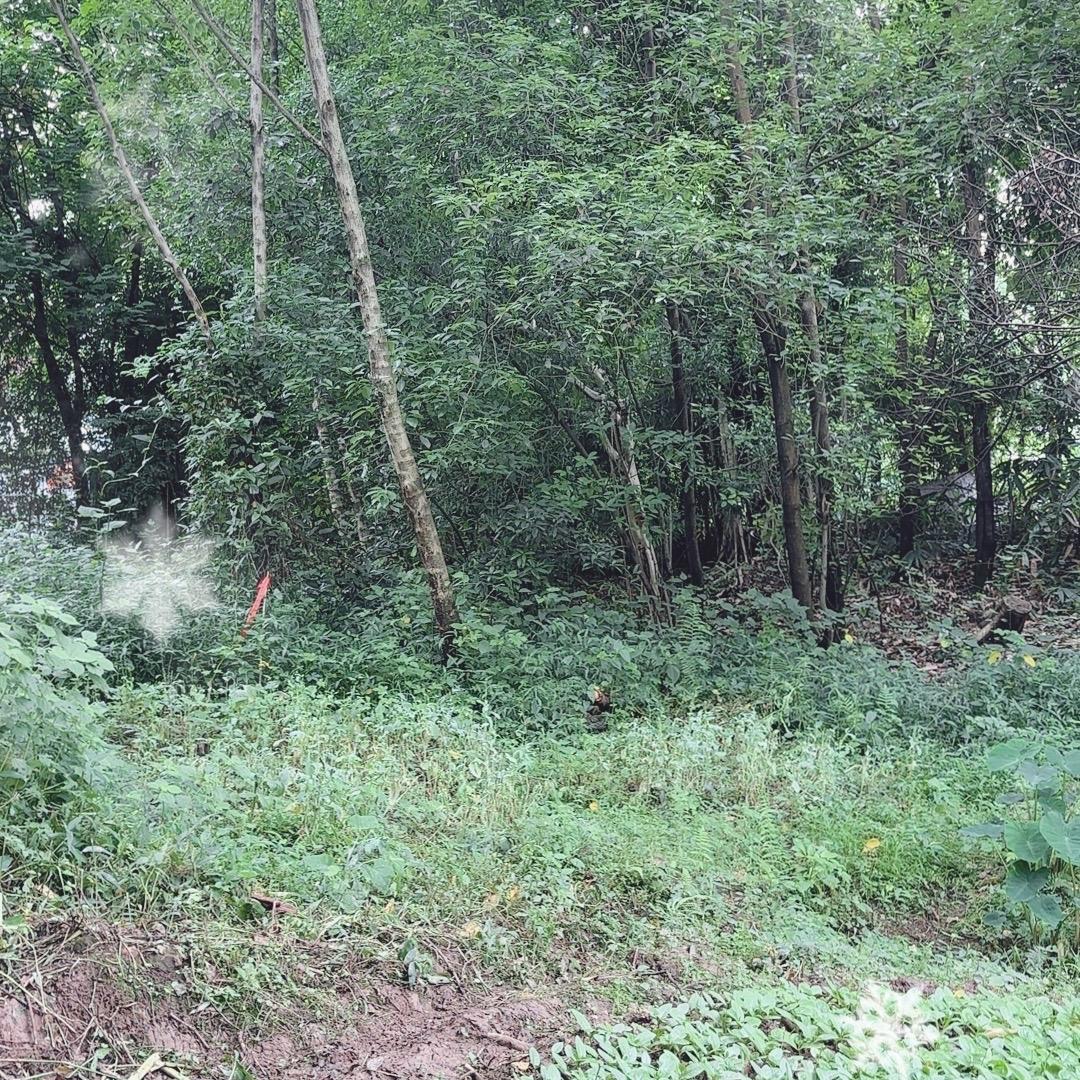 1羽豪走山村