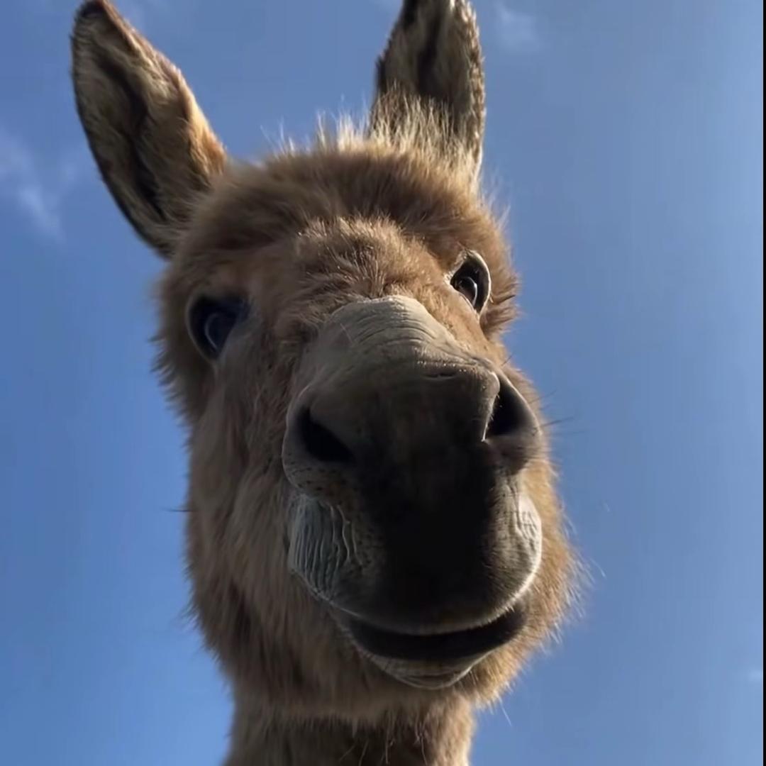 捷捷