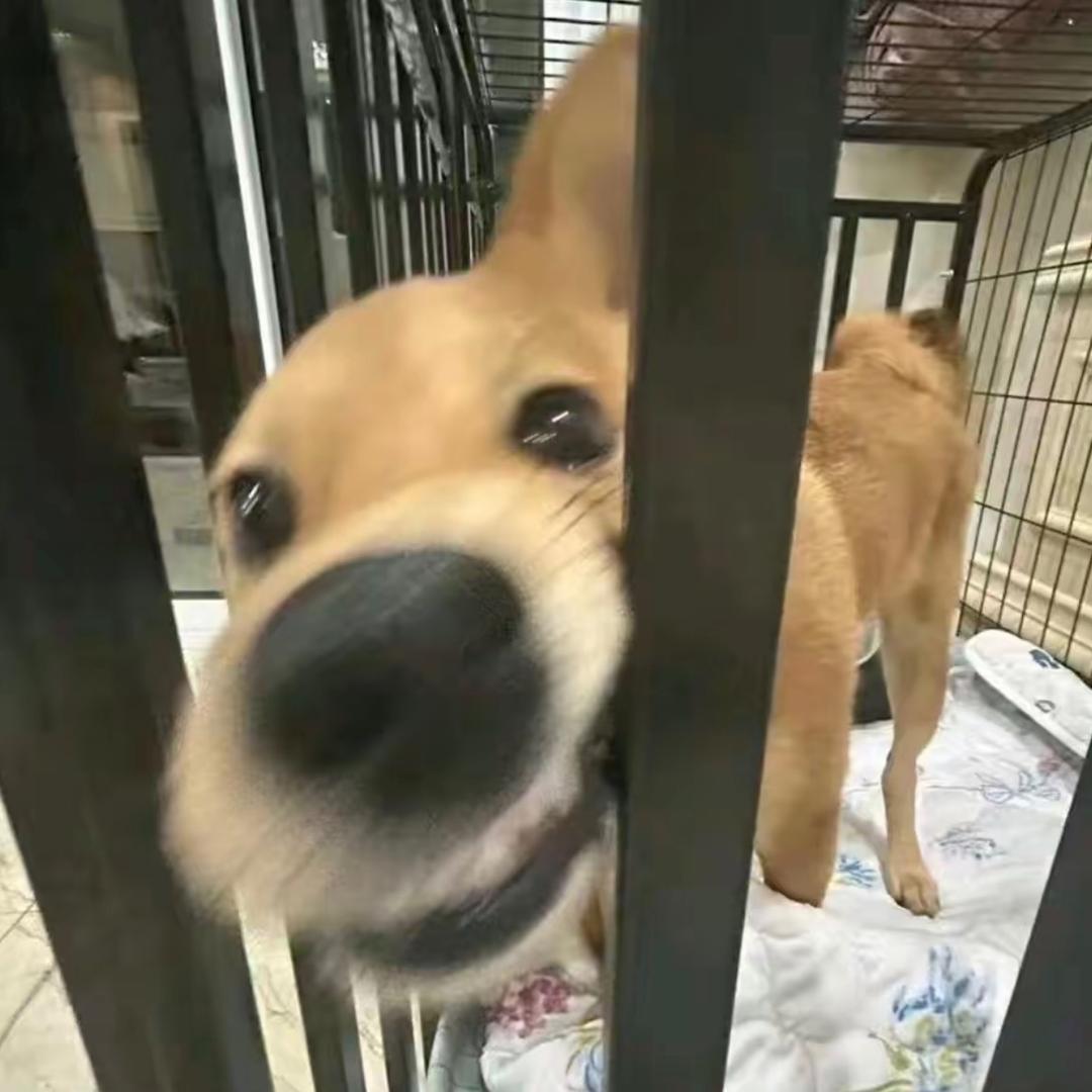 🌚王二狗 🐶