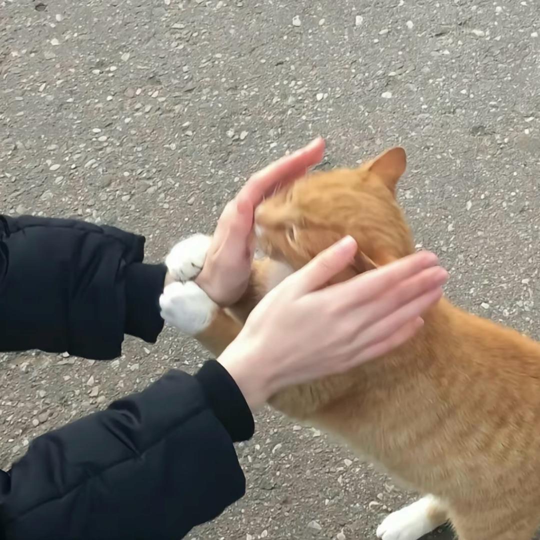 铁锅炖大鹅.