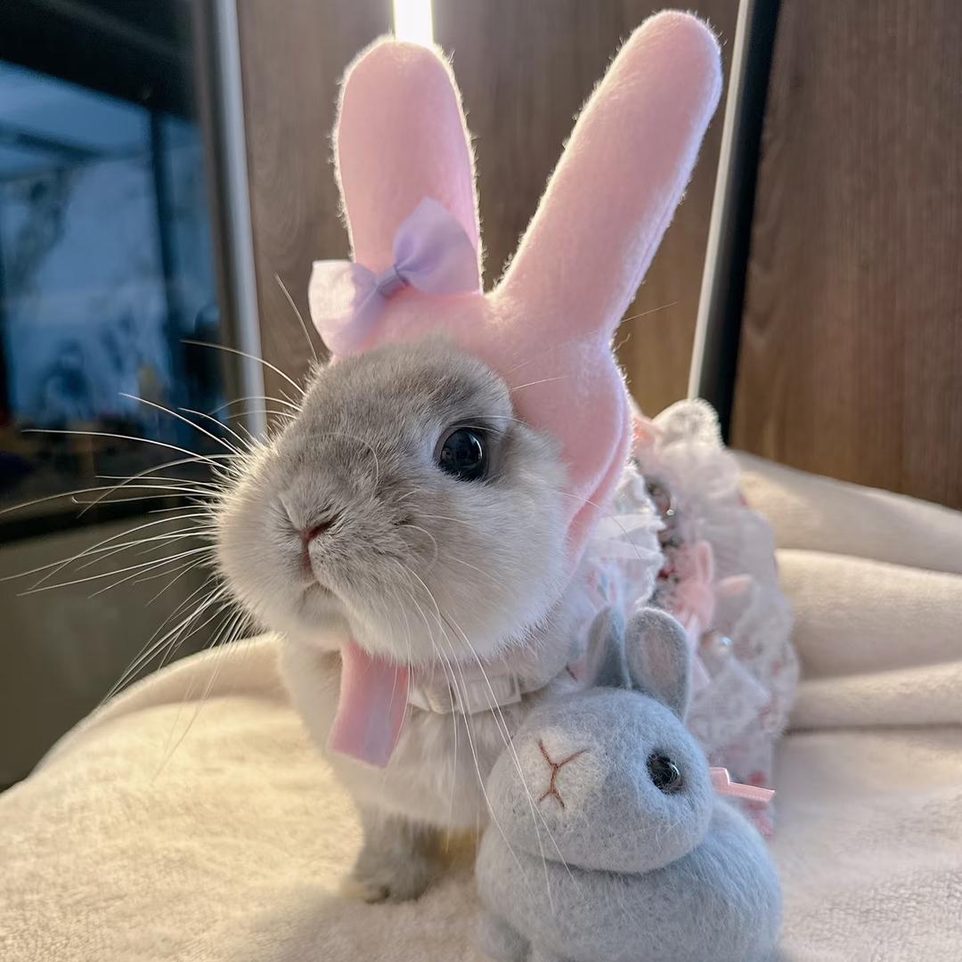 麻辣兔头🐰