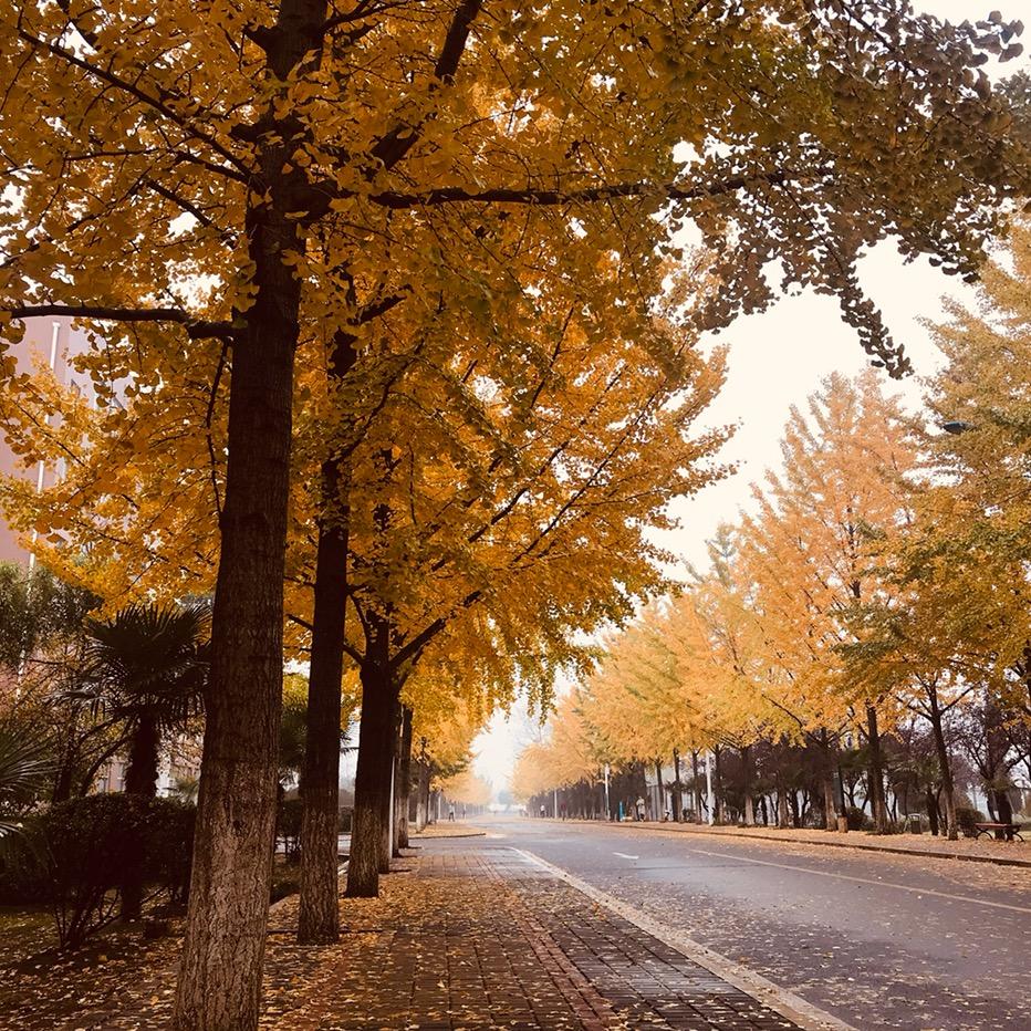 清风杨老师