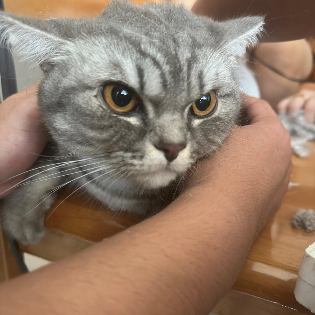 猫