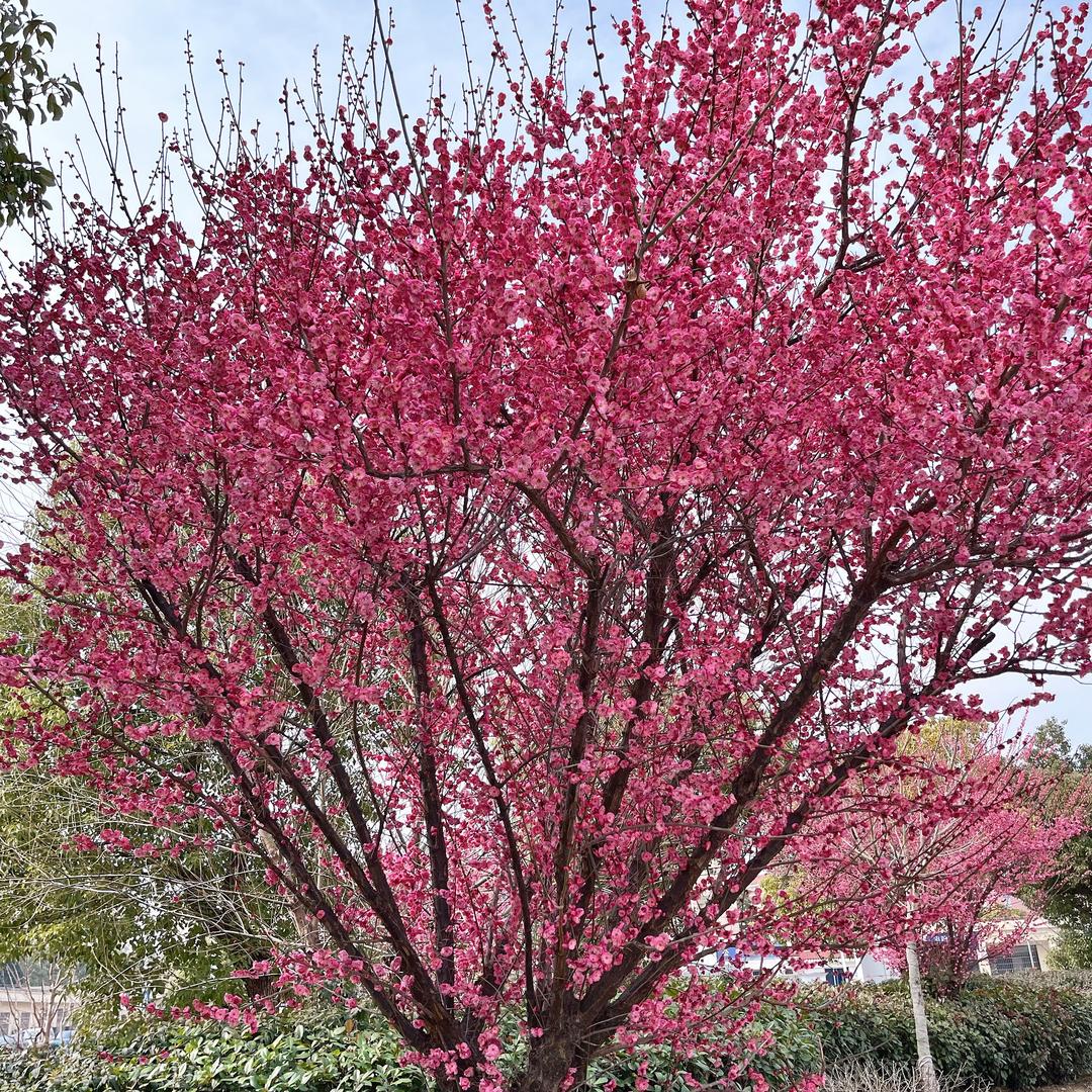 樱桃🍒