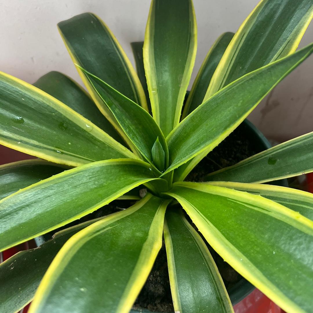 怜听雨下